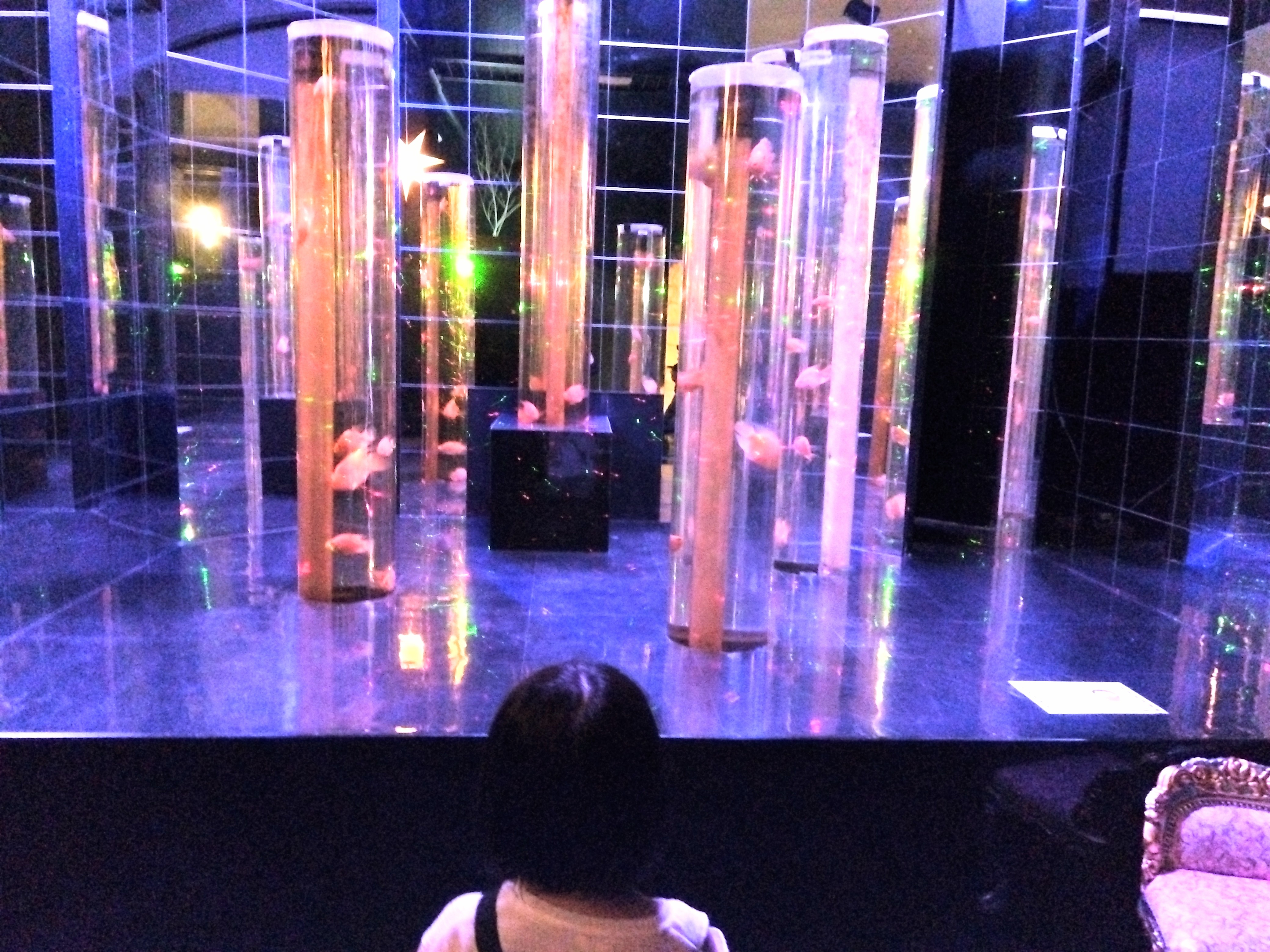 【仙台・アクアテラス錦ヶ丘】アート空間で生きものの展示を楽しむ|親子で体験する不思議な場所