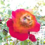きくちかげつ
