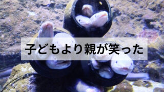 【うみの杜水族館】子どもより親が笑った“謎展示”を紹介します