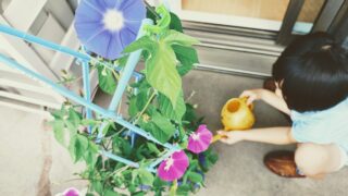 【小1の夏休み】学校から持ち帰ったアサガオ|枯らさずに育てるためのコツと我が家の工夫(前編)