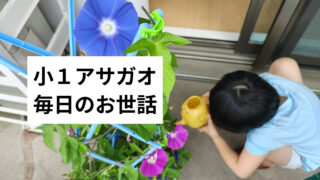 【小1の夏休み】学校から持ち帰ったアサガオ|枯らさずに育てるためのコツと我が家の工夫(前編)
