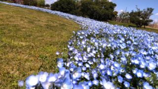 【子連れ仙台】春のせんだい農業園芸センター|花とランチでのんびり満喫