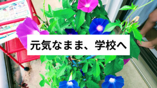 【小1の夏休み】学校から持ち帰ったアサガオ|枯らさずに育てるためのコツと我が家の工夫(後編)