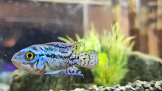 何度行っても楽しい理由|アクアテラス錦ケ丘は“親子で満たされる”水族館