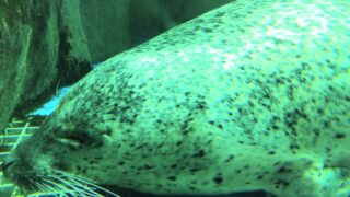 【仙台うみの杜水族館】カフェレストランから眺めるゴマフアザラシがかわいい｜のんびり観察できる癒し展示