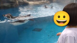 【仙台うみの杜水族館】ペンギンは子どもでも見やすい！近い・ふれあい体験も充実
