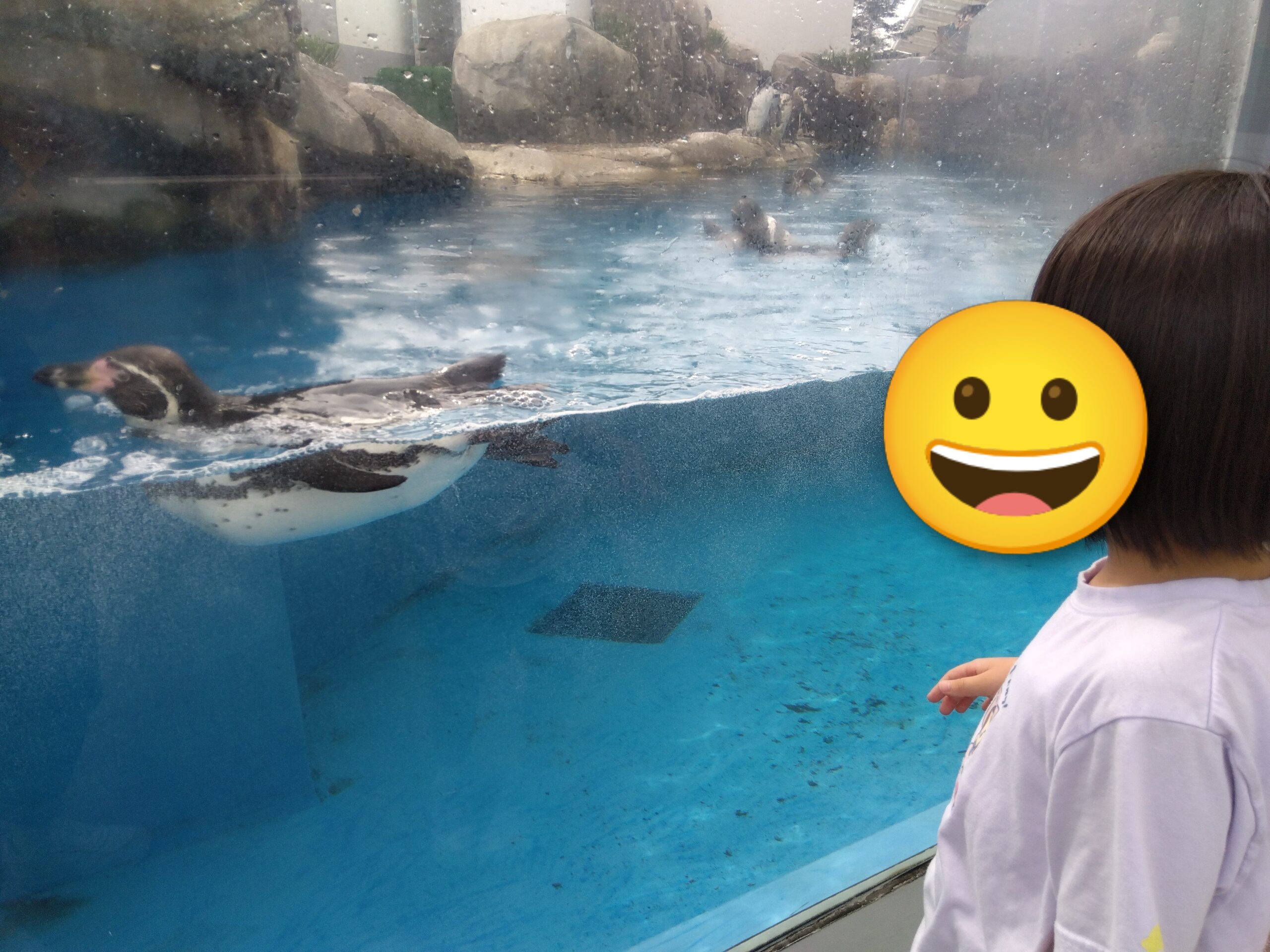 【仙台うみの杜水族館】ペンギンは子どもでも見やすい！近い・ふれあい体験も充実