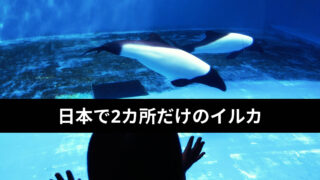 【仙台うみの杜水族館】イロワケイルカの魅力｜日本で2ヶ所だけの貴重な展示と癒しの時間
