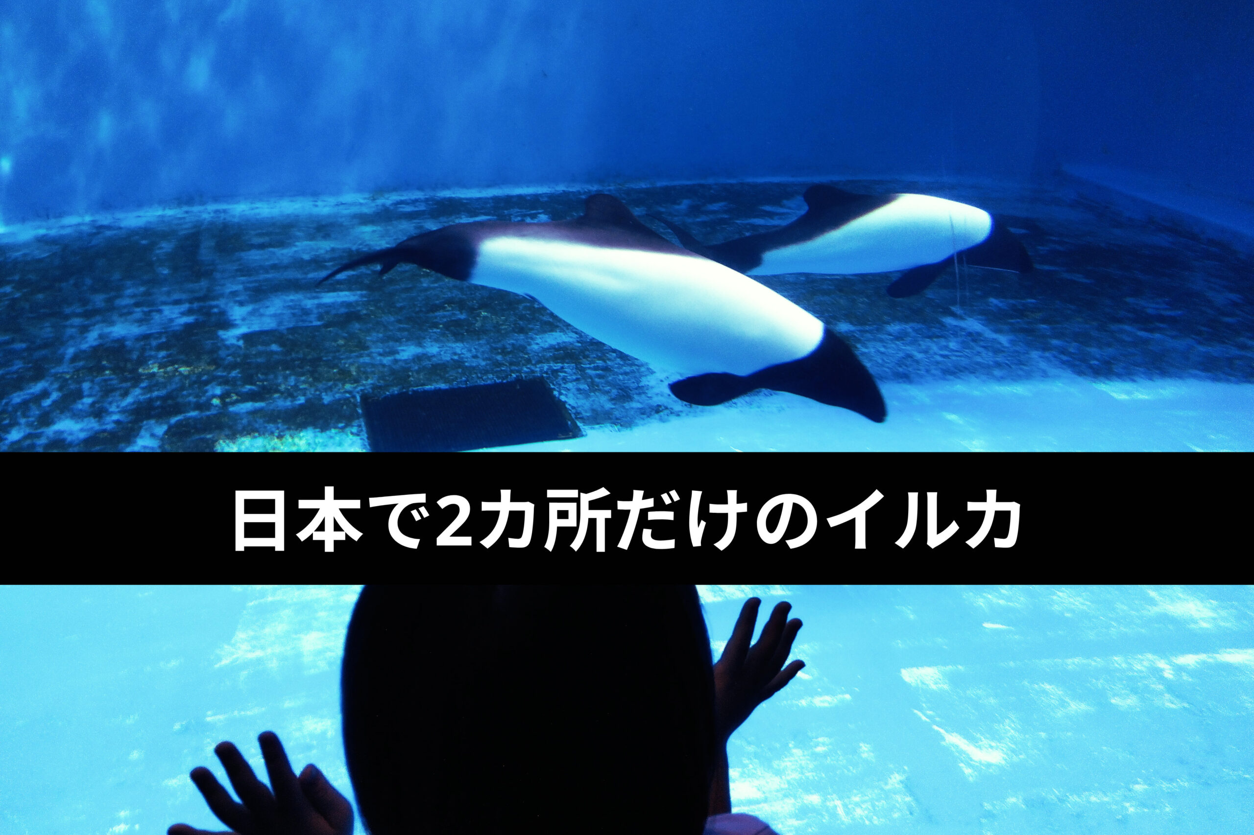 【仙台うみの杜水族館】イロワケイルカの魅力｜日本で2ヶ所だけの貴重な展示と癒しの時間