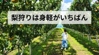 【2026年9月】JRフルーツパーク仙台あらはまの梨狩り|持ち物・服装と暑さ対策